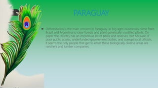 PARAGUAY
 Deforestation is the main concern in Paraguay, as big agro-businesses come from
Brazil and Argentina to clear forests and plant genetically modified plants. On
paper the country has an impressive list of parks and reserves, but because of
poor public access, underfunded government bodies, and corrupt local officials,
it seems the only people that get to enter these biologically diverse areas are
ranchers and lumber companies.
 