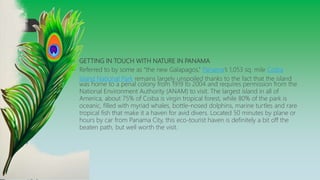  GETTING IN TOUCH WITH NATURE IN PANAMA
 Referred to by some as “the new Galapagos,” Panama’s 1,053 sq. mile Coiba
Island National Park remains largely unspoiled thanks to the fact that the island
was home to a penal colony from 1919 to 2004 and requires permission from the
National Environment Authority (ANAM) to visit. The largest island in all of
America, about 75% of Coiba is virgin tropical forest, while 80% of the park is
oceanic, filled with myriad whales, bottle-nosed dolphins, marine turtles and rare
tropical fish that make it a haven for avid divers. Located 50 minutes by plane or
hours by car from Panama City, this eco-tourist haven is definitely a bit off the
beaten path, but well worth the visit.
 