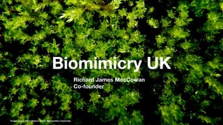 Biomimicry UK
                                                             Richard James MacCowan
                                                             Co-founder




Image source: Chris Hobson (Leeds Metropolitan University)
 