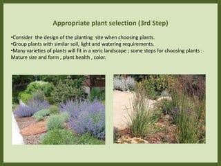 Appropriate plant selection (3rd Step)
•Consider the design of the planting site when choosing plants.
•Group plants with similar soil, light and watering requirements.
•Many varieties of plants will fit in a xeric landscape ; some steps for choosing plants :
Mature size and form , plant health , color.
 