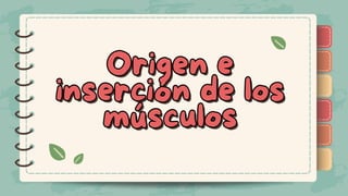 )
)
)
)
)
)
)
)
)
Origen e
Origen e
inserción de los
inserción de los
músculos
músculos
Origen e
inserción de los
músculos
)
)
)
)
)
)
)
)
)
 