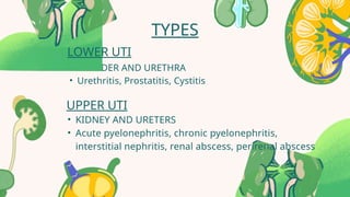 Comprehensive Overview of Urinary Tract Infection: Types, Causes ...