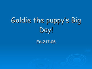 Goldie the puppy’s Big Day! Ed-217-05 