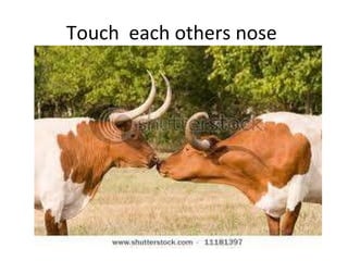 Touch  each others nose  