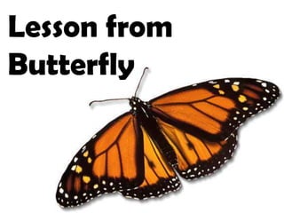 Lesson from Butterfly 