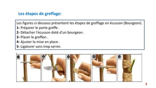 Les figures ci-dessous présentent les étapes de greffage en écusson (Bourgeon).
1- Préparer le porte greffe .
2- Détacher l'écusson doté d'un bourgeon .
3- Placer le greffon .
4- Ajuster la mise en place .
5- Ligaturer sans trop serrer.
Les étapes de greffage:
3
 