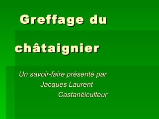 Greffage du   châtaignier Un savoir-faire présenté par Jacques Laurent Castanéiculteur 