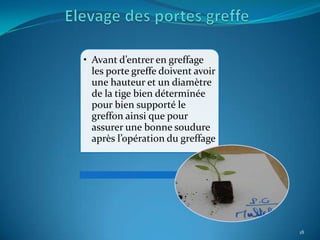 • Avant d’entrer en greffage
  les porte greffe doivent avoir
  une hauteur et un diamètre
  de la tige bien déterminée
  pour bien supporté le
  greffon ainsi que pour
  assurer une bonne soudure
  après l’opération du greffage




                                   18
 