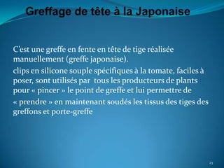 C’est une greffe en fente en tête de tige réalisée
manuellement (greffe japonaise).
clips en silicone souple spécifiques à la tomate, faciles à
poser, sont utilisés par tous les producteurs de plants
pour « pincer » le point de greffe et lui permettre de
« prendre » en maintenant soudés les tissus des tiges des
greffons et porte-greffe




                                                              23
 