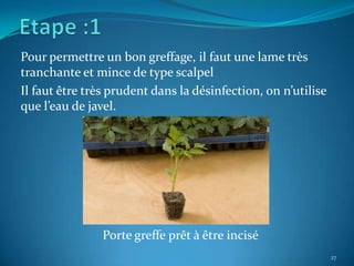 Pour permettre un bon greffage, il faut une lame très
tranchante et mince de type scalpel
Il faut être très prudent dans la désinfection, on n’utilise
que l’eau de javel.




                Porte greffe prêt à être incisé
                                                               27
 