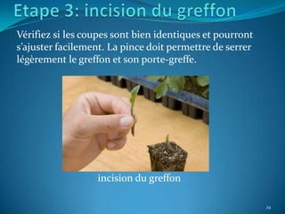 Vérifiez si les coupes sont bien identiques et pourront
s’ajuster facilement. La pince doit permettre de serrer
légèrement le greffon et son porte-greffe.




                  incision du greffon

                                                          29
 