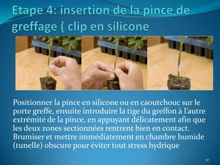 Positionner la pince en silicone ou en caoutchouc sur le
porte greffe, ensuite introduire la tige du greffon à l’autre
extrémité de la pince, en appuyant délicatement afin que
les deux zones sectionnées rentrent bien en contact.
Brumiser et mettre immédiatement en chambre humide
(tunelle) obscure pour éviter tout stress hydrique
                                                            30
 