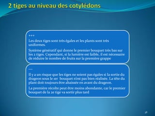 +++
Les deux tiges sont très égales et les plants sont très
uniformes.
Système génératif qui donne le premier bouquet très bas sur
les 2 tiges. Cependant, si la lumière est faible, il est nécessaire
de réduire le nombre de fruits sur la première grappe

---
Il y a un risque que les tiges ne soient pas égales si la sortie du
drageon sous le 1er bouquet n’est pas bien réalisée. La tête du
plant doit toujours être abaissée en avant du drageon.
La première récolte peut être moins abondante, car le premier
bouquet de la 2e tige va sortir plus tard




                                                                      38
 