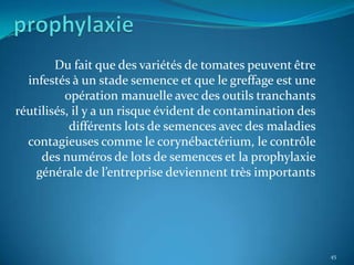 Du fait que des variétés de tomates peuvent être
  infestés à un stade semence et que le greffage est une
          opération manuelle avec des outils tranchants
réutilisés, il y a un risque évident de contamination des
           différents lots de semences avec des maladies
  contagieuses comme le corynébactérium, le contrôle
     des numéros de lots de semences et la prophylaxie
    générale de l’entreprise deviennent très importants




                                                            45
 
