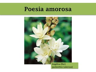 Angélica (flor)
(polianthes tuberosa)
Poesia amorosa
 