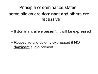 Principle of dominance states:  some alleles are dominant and others are recessive If  dominant allele  present, it  will be expressed Recessive alleles only  expressed if  NO dominant  allele present 