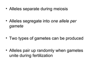 Alleles separate during meiosis Alleles segregate into  one allele per gamete Two types of gametes can be produced Alleles pair up randomly when gametes unite during fertilization 