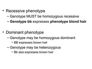 Recessive phenotype Genotype MUST be homozygous recessive Genotype bb  expresses  phenotype blond hair Dominant phenotype Genotype may be homozygous dominant BB expresses brown hair Genotype may be heterozygous Bb also expresses brown hair 