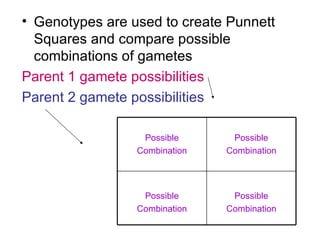 Genotypes are used to create Punnett Squares and compare possible combinations of gametes Parent 1 gamete possibilities Parent 2 gamete possibilities Possible Combination Possible Combination Possible Combination Possible Combination 