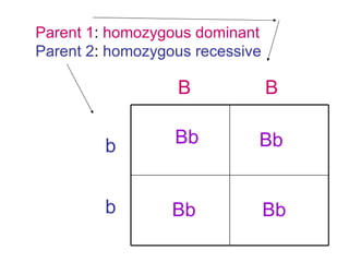 B b b B Parent 1 :  homozygous dominant Parent 2 :  homozygous recessive Bb Bb Bb Bb 