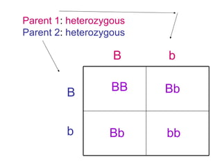 B b B b Parent 1 :  heterozygous Parent 2 :  heterozygous bb Bb BB Bb 