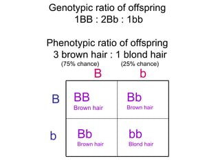 B b B b Genotypic ratio of offspring  1BB : 2Bb : 1bb  Phenotypic ratio of offspring  3 brown hair : 1 blond hair (75% chance)  (25% chance) bb Blond hair Bb Brown hair BB Brown hair Bb Brown hair 