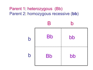 B b b b Parent 1 :  heterozygous  (Bb) Parent 2 :  homozygous recessive ( bb ) bb Bb Bb bb 