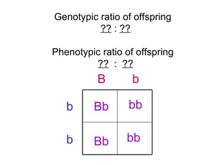 B b b b bb Bb Bb bb Genotypic ratio of offspring  ??  :  ?? Phenotypic ratio of offspring  ??   :  ?? 