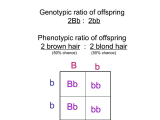 B b b b bb Bb Bb bb Genotypic ratio of offspring  2Bb  :  2bb Phenotypic ratio of offspring  2 brown hair   :  2 blond hair (50% chance)  (50% chance) 