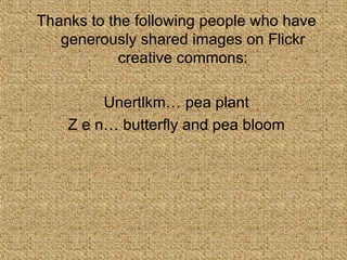 Thanks to the following people who have generously shared images on Flickr creative commons: Unertlkm… pea plant Z e n… butterfly and pea bloom 