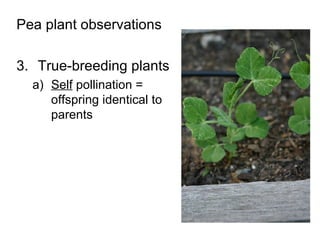 Pea plant observations True-breeding plants Self  pollination = offspring identical to parents 