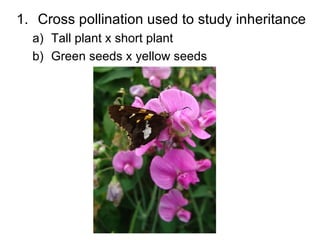 Cross pollination used to study inheritance Tall plant x short plant Green seeds x yellow seeds 