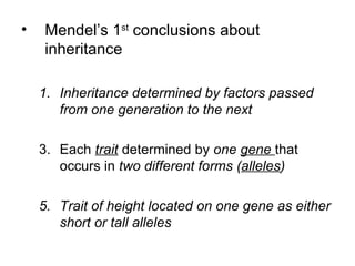 Mendel’s 1 st  conclusions about inheritance Inheritance determined by factors passed from one generation to the next Each  trait  determined by  one   gene   that occurs in  two different forms ( alleles ) Trait of height located on one gene as either short or tall alleles 