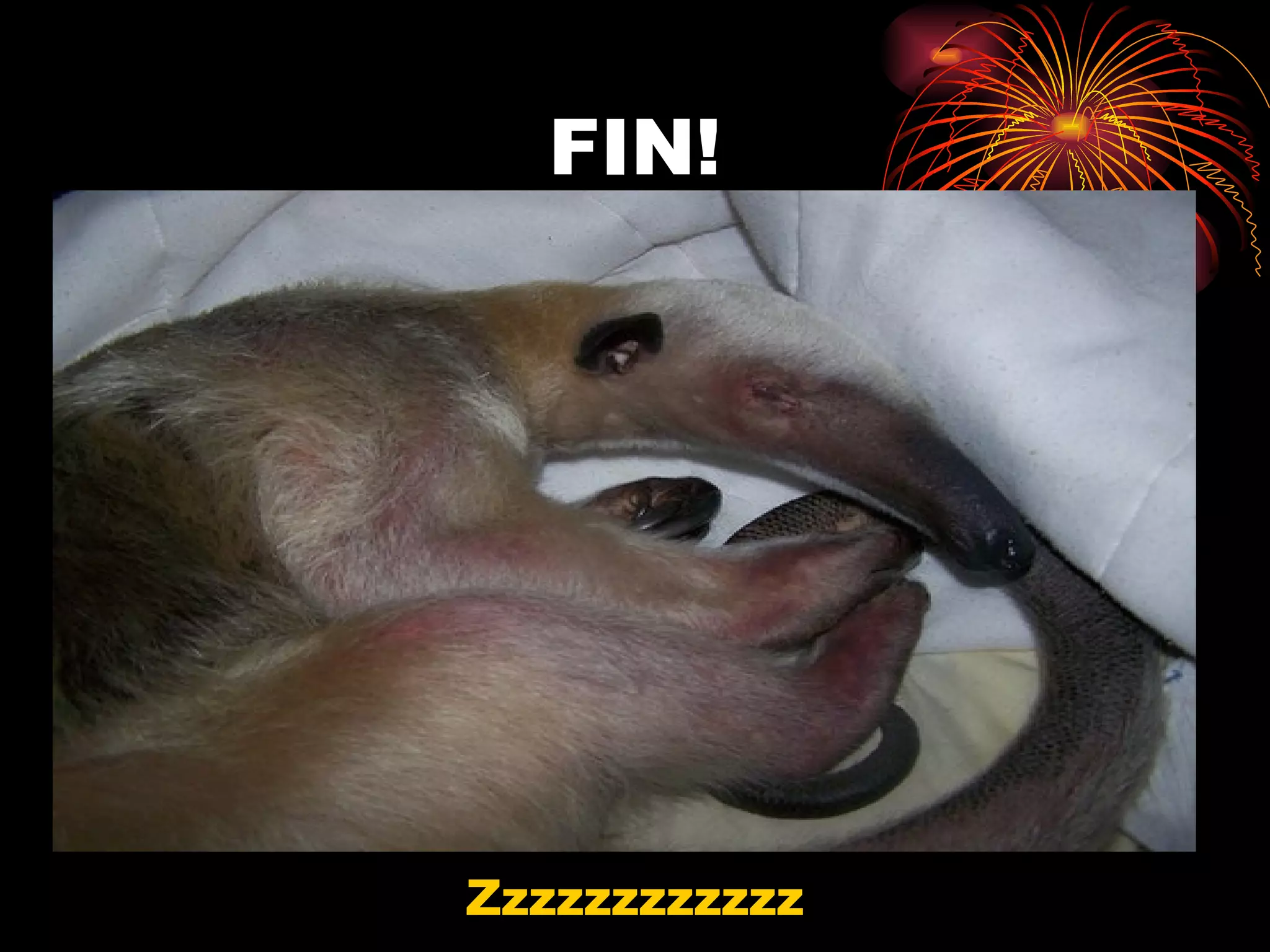 FIN! Zzzzzzzzzzzz 