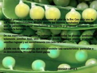 Realizó pruebas con otros rasgos diferentes al color de la flor. Con cada uno de los rasgos seleccionados, Mendel obtuvo los mismos resultados matemáticos que le permitieron sacar conclusiones al respecto y proponer entonces  sus leyes de la herencia.De sus experimentos, obtuvo un cultivo en donde todas las plantas  producían solamente semillas lisas, otro cultivo en donde todas las plantas producían semillas rugosas y así sucesivamente con cada carácter. A cada una de esas plantas, que solo transmite una característica  particular a su descendencia, Mendel las llamó puras.HERNAN ORTIZ T.