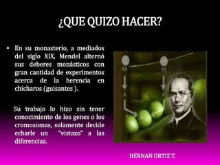 ¿QUE QUIZO HACER?En su monasterio, a mediados del siglo XIX, Mendel alternó sus deberes monásticos con  gran cantidad de experimentos acerca de la herencia en chicharos (guisantes ).     Su trabajo lo hizo sin tener conocimiento de los genes o los cromosomas, solamente decide echarle un  “vistazo” a las diferencias.HERNAN ORTIZ T.