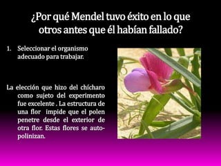 ¿Por qué Mendel tuvo éxito en lo que otros antes que él habían fallado?Seleccionar el organismo adecuado para trabajar.La elección que hizo del chícharo como sujeto del experimento fue excelente . La estructura de una flor  impide que el polen penetre desde el exterior de otra flor. Estas flores se auto-polinizan.