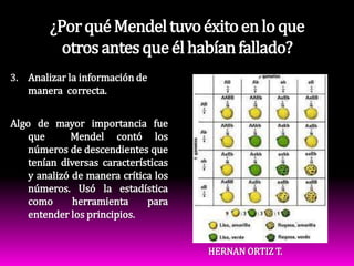 ¿Por qué Mendel tuvo éxito en lo que otros antes que él habían fallado?Analizar la información de manera  correcta.Algo de mayor importancia fue que  Mendel contó los números de descendientes que tenían diversas características y analizó de manera crítica los números. Usó la estadística como herramienta para entender los principios.HERNAN ORTIZ T.