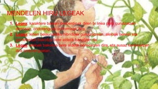 MENDELEN HIRU LEGEAK
1. Legea: karaktere batean desberdinak diren bi linea puru gurutzatzen
direnean, ondorengoak uniformeak dira.
2. Legea: lehen belaunaldiko hibridoak gurutzatzean, aleloak bereizi eta
gametoetan bakoitza bere aldetik banatzen da.
3. Legea: aleloak bakoitza bere aldetik heredatzen dira, eta ausaz konbinatzen
dira ondorengoetan.
 