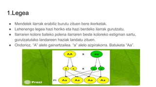 1.Legea
● Mendelek ilarrak erabiliz burutu zituen bere ikerketak.
● Lehenengo legea hazi horiko eta hazi berdeko ilarrak gurutzatu.
● Ilarraren kolore bateko polena ilarraren beste koloreko estigman sartu,
gurutzatutako landareen haziak landatu zituen.
● Ondorioz, “A” alelo gainartzailea. “a” alelo azpirakorra. Batuketa “Aa”.
 