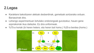 2.Legea
● Karaktere bakoitzaren aleloak desberdinak, gametoak sortzerako orduan.
Banaezinak dira.
● Lehengo esperimentuan lortutako ondorengoak gurutzatuz, hauen gene
azpirakorrak ikus daitezke. Ez dira uniformeak.
● %75-a horiak (bi heren hetero. eta heren bat homo.) %25-a berdea (homo.)
 