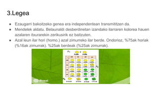 3.Legea
● Ezaugarri bakoitzeko genea era independentean transmititzen da.
● Mendelek aldatu. Belaunaldi desberdinetan izandako ilarraren kolorea hauen
azalaren itxurarekin zerikusirik ez baitzuten.
● Azal leun ilar hori (homo.) azal zimurreko ilar berde. Ondorioz, %75ak horiak
(%16ak zimurrak). %25ak berdeak (%25ak zimurrak).
 