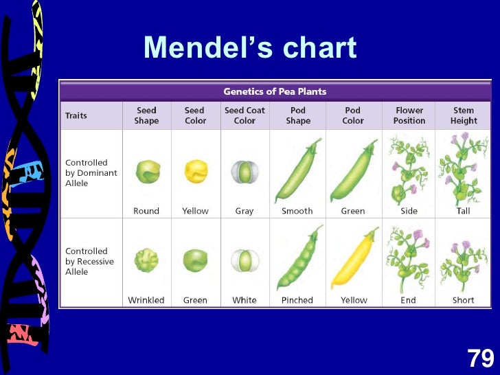 Mendel Chart