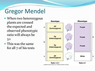 Gregor Mendel
 When two heterozygous
  plants are crossed
  the expected and
  observed phenotypic
  ratio will always be
  3:1
 This was the same
  for all 7 of his tests
 