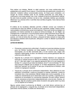 Para realizar sus trabajos, Mendel no eligió especies, sino razas autofecundas bien 
establecidas de la especie Pisum sativum. La primera fase del experimento consistió en la 
obtención, mediante cultivos convencionales previos, de líneas puras constantes y en 
recoger de manera metódica parte de las semillas producidas por cada planta. A 
continuación cruzó estas estirpes, dos a dos, mediante la técnica de polinización artificial. 
De este modo era posible combinar, de dos en dos, variedades distintas que presentan 
diferencias muy precisas entre sí (semillas lisas-semillas arrugadas; flores blancas-flores 
coloreadas, etc.). 
El análisis de los resultados obtenidos permitió a Mendel concluir que mediante el 
cruzamiento de razas que difieren al menos en dos caracteres, pueden crearse nuevas 
razas estables (combinaciones nuevas homocigóticas). Pese a que remitió sus trabajos con 
guisantes a la máxima autoridad de su época en temas de biología, W. von Nägeli, sus 
investigaciones no obtuvieron el reconocimiento hasta el redescubrimiento de las leyes de 
la herencia por parte de H. de Vries, C. E. Correns y E. Tschernack von Seysenegg, 
quienes, con más de treinta años de retraso, y después de haber revisado la mayor parte 
de la literatura existente sobre el particular, atribuyeron a Johan G. Mendel la prioridad del 
descubrimiento. 
LEYES DE MENDEL 
 Primera ley o principio de la uniformidad: «Cuando se cruzan dos individuos de raza 
pura, los híbridos resultantes son todos iguales». El cruce de dos individuos 
homocigotas, uno de ellos dominante (AA) y el otro recesivo (aa), origina sólo 
individuos heterocigotas, es decir, los individuos de la primera generación filial son 
uniformes entre ellos (Aa). 
 Segunda ley o principio de la segregación: «Ciertos individuos son capaces de 
transmitir un carácter aunque en ellos no se manifieste». El cruce de dos individuos 
de la F1 (Aa) dará origen a una segunda generación filial en la cual reaparece el 
fenotipo "a", a pesar de que todos los individuos de la F1 eran de fenotipo "A". Esto 
hace presumir a Mendel que el carácter "a" no había desaparecido, sino que sólo 
había sido "opacado" por el carácter "A" pero que, al reproducirse un individuo, cada 
carácter se segrega por separado. 
 Tercera ley o principio de la combinación independiente: Hace referencia al cruce 
polihíbrido (monohíbrido: cuando se considera un carácter; polihíbrido: cuando se 
consideran dos o más caracteres). Mendel trabajó este cruce en guisantes, en los 
cuales las características que él observaba (color de la semilla y rugosidad de su 
superficie) se encontraban en cromosomas separados. De esta manera, observó 
que los caracteres se transmitían independientemente unos de otros. Esta ley, sin 
embargo, deja de cumplirse cuando existe vinculación (dos genes están muy cerca 
y no se separan en la meiosis). 
Algunos autores obvian la primera ley de Mendel, y por tanto llaman «primera ley» al 
principio de la segregación y «segunda ley» al principio de la transmisión independiente 
(para estos mismos autores, no existe una «tercera ley»). 
 