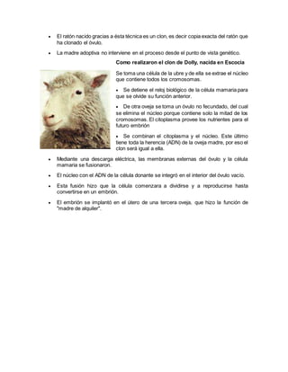 El ratón nacido gracias a ésta técnica es un clon, es decir copia exacta del ratón que 
ha clonado el óvulo. 
 La madre adoptiva no interviene en el proceso desde el punto de vista genético. 
Como realizaron el clon de Dolly, nacida en Escocia 
Se toma una célula de la ubre y de ella se extrae el núcleo 
que contiene todos los cromosomas. 
 Se detiene el reloj biológico de la célula mamaria para 
que se olvide su función anterior. 
 De otra oveja se toma un óvulo no fecundado, del cual 
se elimina el núcleo porque contiene solo la mitad de los 
cromosomas. El citoplasma provee los nutrientes para el 
futuro embrión 
 Se combinan el citoplasma y el núcleo. Este último 
tiene toda la herencia (ADN) de la oveja madre, por eso el 
clon será igual a ella. 
 Mediante una descarga eléctrica, las membranas externas del óvulo y la célula 
mamaria se fusionaron. 
 El núcleo con el ADN de la célula donante se integró en el interior del óvulo vacío. 
 Esta fusión hizo que la célula comenzara a dividirse y a reproducirse hasta 
convertirse en un embrión. 
 El embrión se implantó en el útero de una tercera oveja, que hizo la función de 
"madre de alquiler". 
 