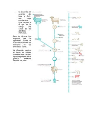 El desarrollo del 
embrión dio 
lugar a Dolly, 
una oveja 
exactamente 
igual a aquella a 
la que se le 
extrajo una 
célula de las 
glándulas 
mamarias. 
Pero la técnica fue 
mejorada, por los 
japoneses, donde la 
nueva técnica evita las 
incisiones en los 
animales a clonar. 
La diferencia consiste 
en tomar las células 
presentes en el calostro 
líquido segregado por la 
glándula mamaria 
después del parto. 
 