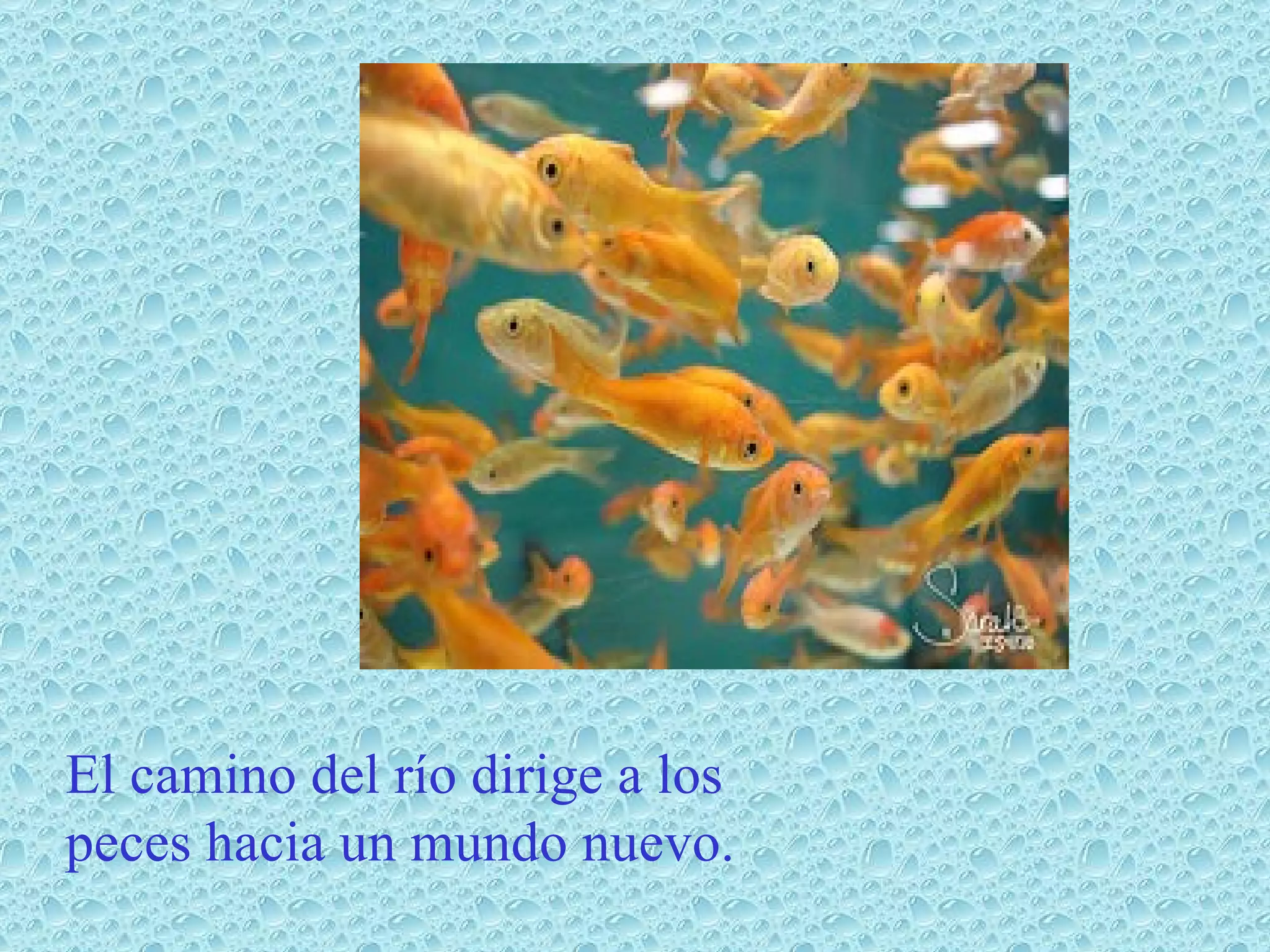 El camino del río dirige a los peces hacia un mundo nuevo.