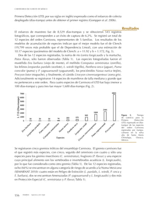 556 THERYA Vol.4(3):551-564
CARNÍVOROS DEL SURESTE DE MÉXICO
Resultados
Primera Detección (LTD, por sus siglas en inglés) expresado como el esfuerzo de colecta
desplegado (días-trampa) antes de obtener el primer registro (Gompper et al. 2006).
El esfuerzo de muestreo fue de 8,529 días-trampas y se obtuvieron 543 registros
fotográficos, que corresponden a un éxito de captura de 6.2%. Se registró un total de
12 especies del orden Carnivora, representantes de 5 familias. Los resultados de los
modelos de acumulación de especies indican que el mejor modelo fue el de Clench
(19,799 veces más probable que el de Dependencia Lineal), con una estimación de
10.17 especies (parámetros del modelo de Clench: a = 11.92 y b = 1.172, Fig. 3).
Dos de las 12 especies registradas, la nutria de río Lontra longicaudis y la martucha,
Potos flavus, sólo fueron observadas (Tabla 1). Las especies fotografiadas fueron el
mustélido Eira barbara (viejo de monte), el mefítido Conepatus semistriatus (zorrillo),
los felinos Leopardus pardalis (ocelote), L. wiedii (tigrillo), Panthera onca (jaguar), Puma
concolor (puma) y P. yagouaroundi (yaguarundi), los prociónidos Nasua narica (tejón),
Procyon lotor (mapache), y finalmente, el cánido Urocyon cinereoargenteus (zorra gris).
Adicionalmente se registraron 14 especies de mamíferos de talla mediana y grande que
no pertenecen a este orden. Para cuatro especies de Carnivora el LTD fue bajo (menor a
100 días-trampa) y para tres fue mayor 1,600 días-trampa (Fig. 2).
Se registraron cinco gremios tróficos del ensamblaje Carnivora. El gremio carnívoro fue
el que registró más especies, con cinco, seguido del omnívoro con cuatro y sólo una
especies para los gremio insectívoro (C. semistriatus), frugívoro (P. flavus) y una especie
cuyo principal alimento son los vertebrados e invertebrados acuáticos (L. longicaudis),
por lo que fue considerado como otro gremio (Tabla 1). De las 12 especies registradas,
ocho (66%) se encuentran en alguna categoría de riesgo de acuerdo a la Noma Mexicana
(SEMARNAT 2010): cuatro están en Peligro de Extinción (L. pardalis, L. wiedii, P. onca y
E. barbara), dos se encuentran Amenazadas (P. yagouaroundi y L. longicaudis) y dos más
en Protección Especial (C. semistriatus y P. flavus; Tabla 1).
Figura 2. Tiempo
de Latencia para la
Primera Detección
(LTD, expresado en días-
trampa) de las especies
del orden Carnivora
registradas por trampa-
cámaras en la selva
alta de Santa María
Chimalapa, Oaxaca,
México.
 