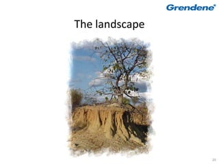 The landscape




                20
 